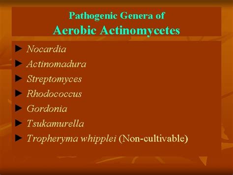 Actinomycetes AFLP Services